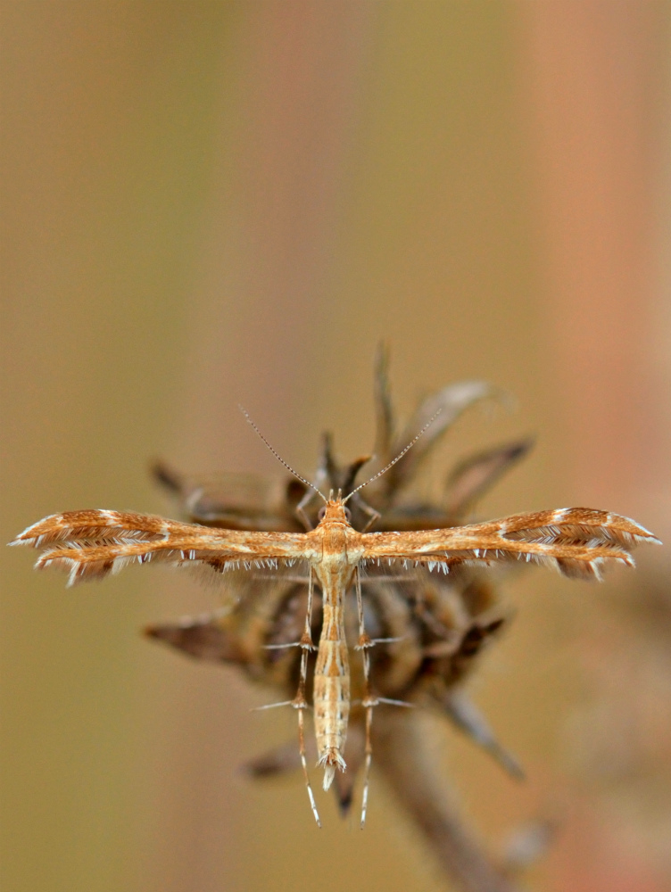 Pterophoridae