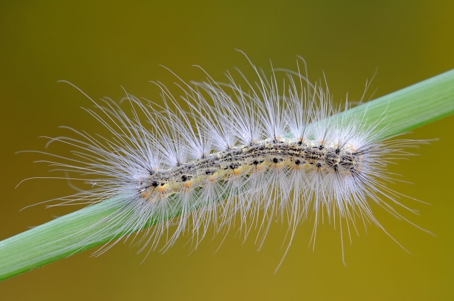 L'impenetrabile ( Hyphantria cunea Drury )