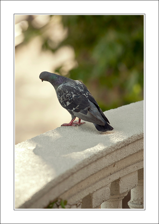 Un simpatico osservatore