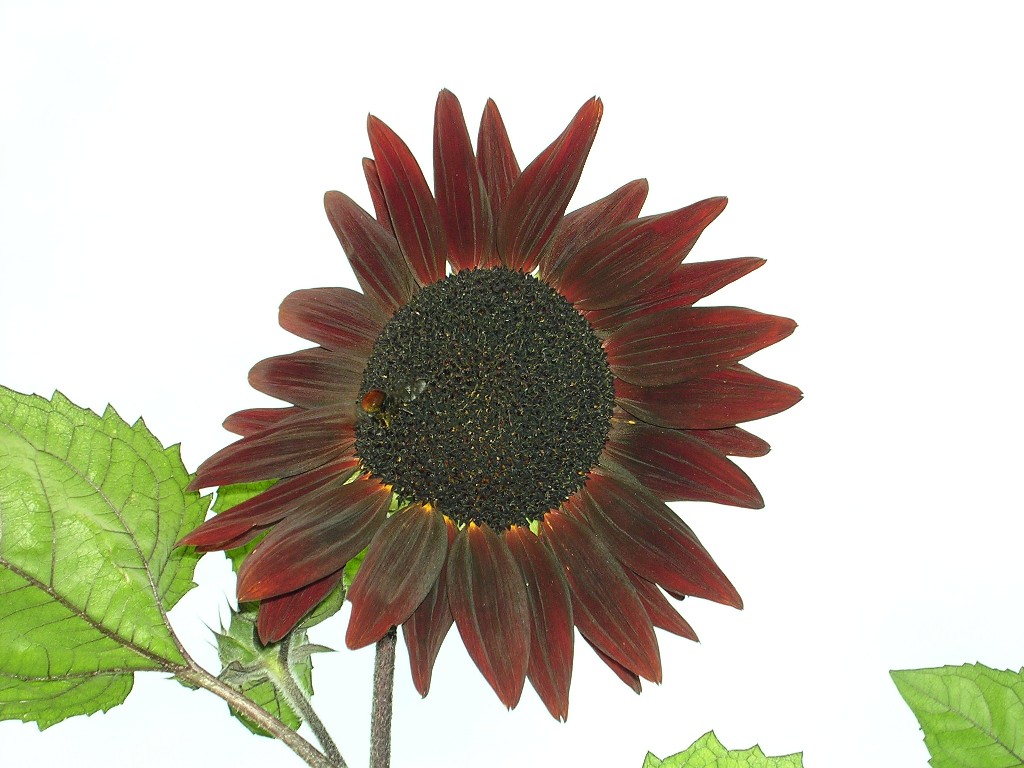Girasole Nero