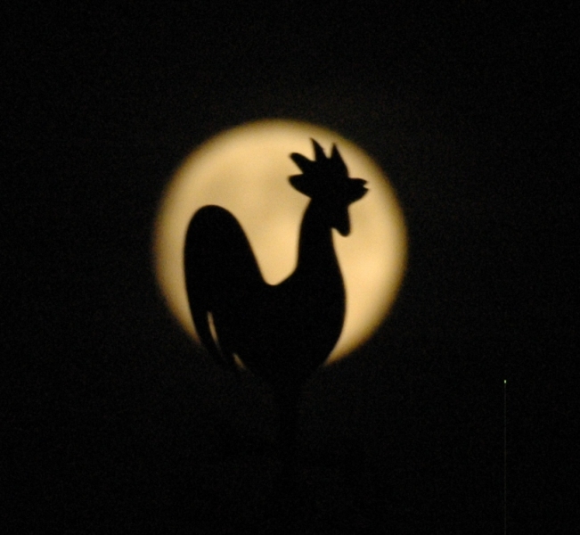 un gallo lunatico