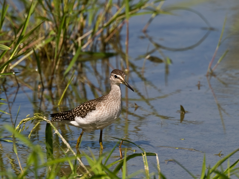 piro piro boschereccio