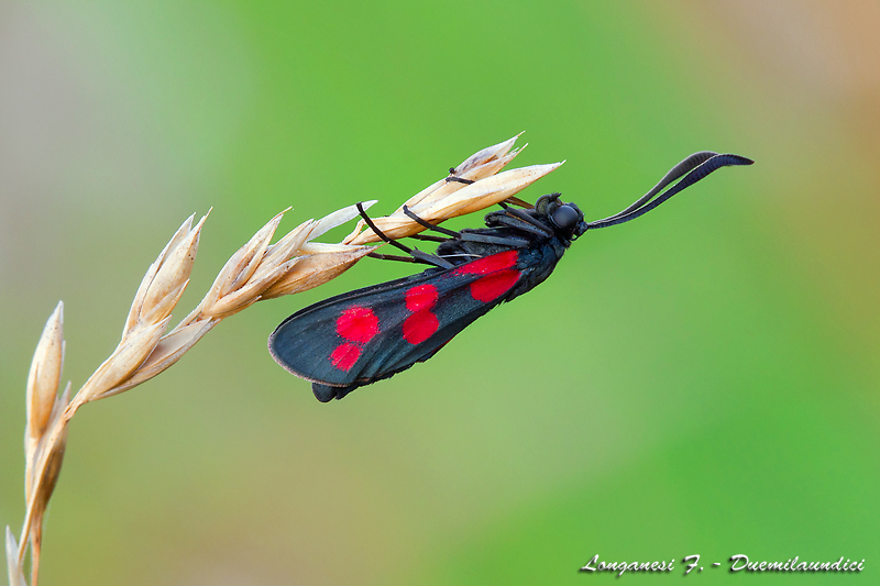 Zygaena