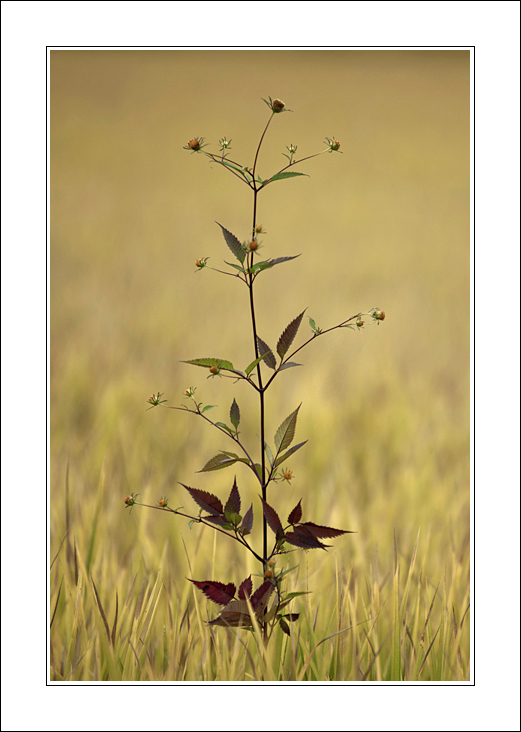 L'intruso..tra il riso diffuso.