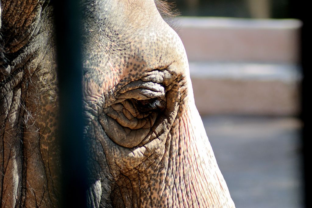 La Tristezza Dello Zoo