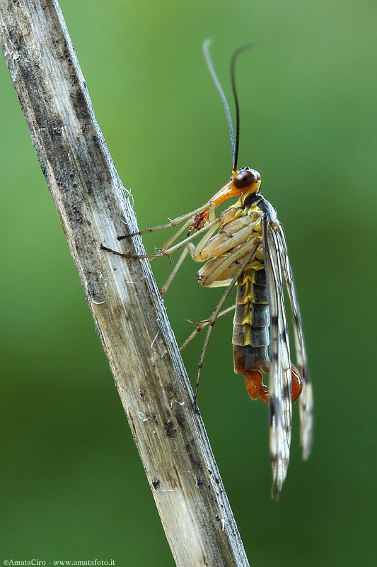 Mosca scorpione
