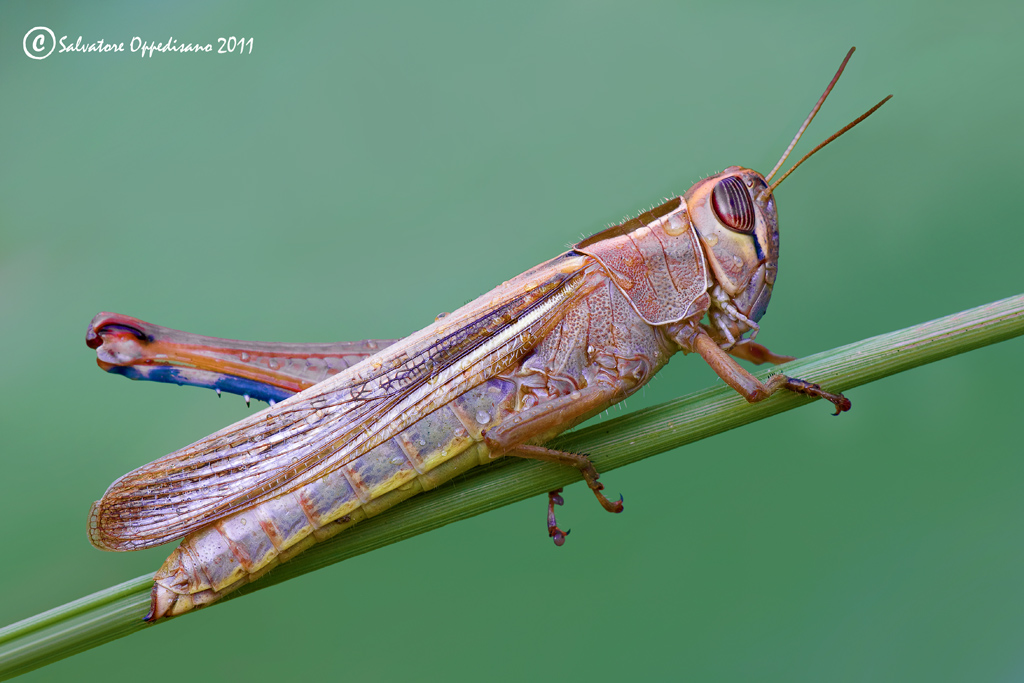 Cavalletta senza una zampa