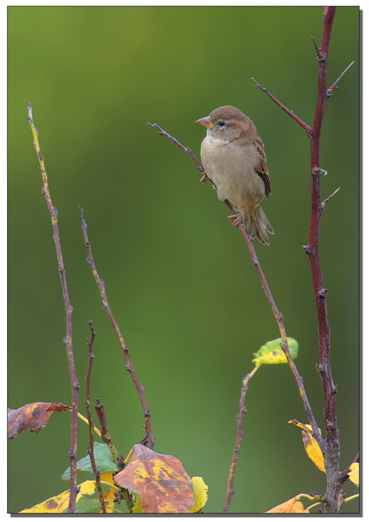 passerotto autunnale