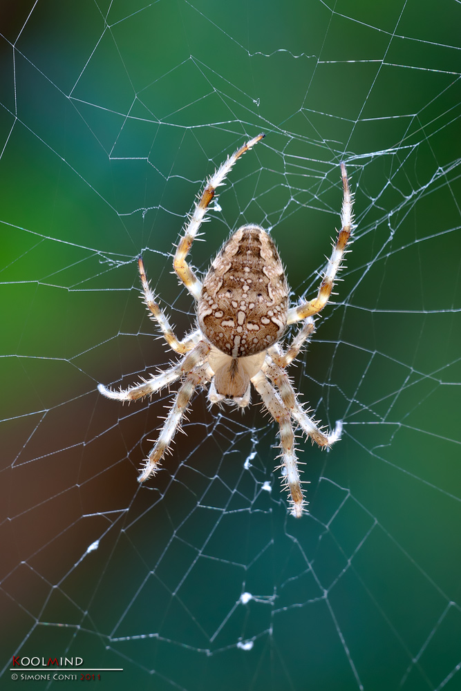 Classicamente crociato