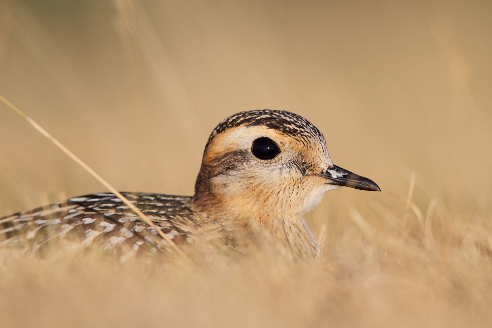 piviere tortolino tono su tono