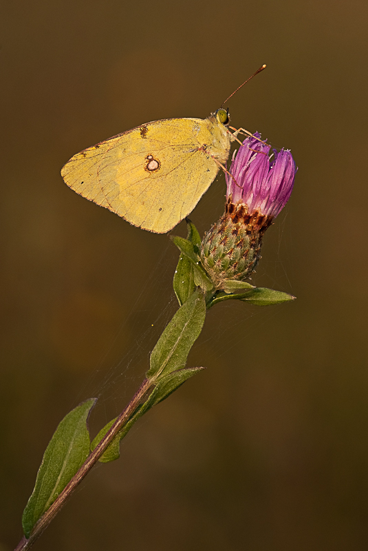 colias al primo raggio