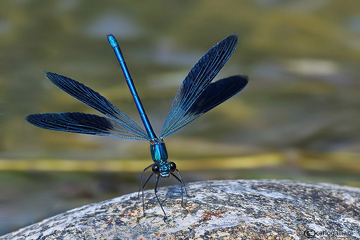 Calopteryx splendens