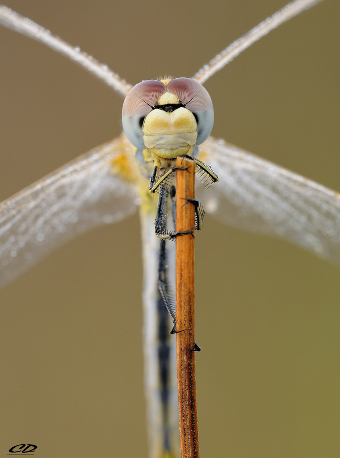 occhi di Sympetrum...