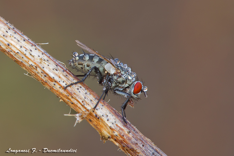 Semplicemente Dittero...