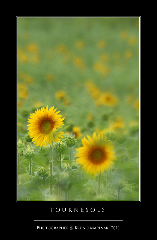 Tournesols