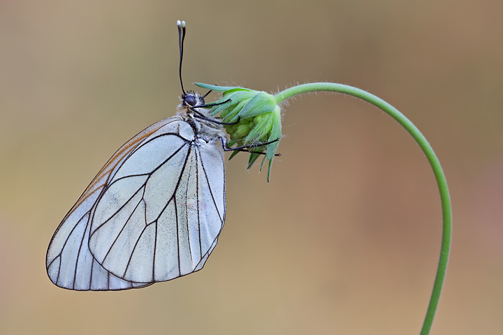 ricordo di primavera
