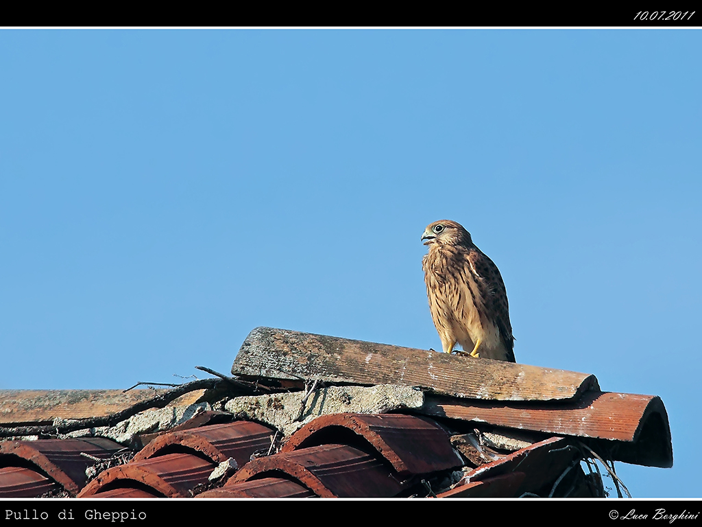 Pullo di Gheppio # 1