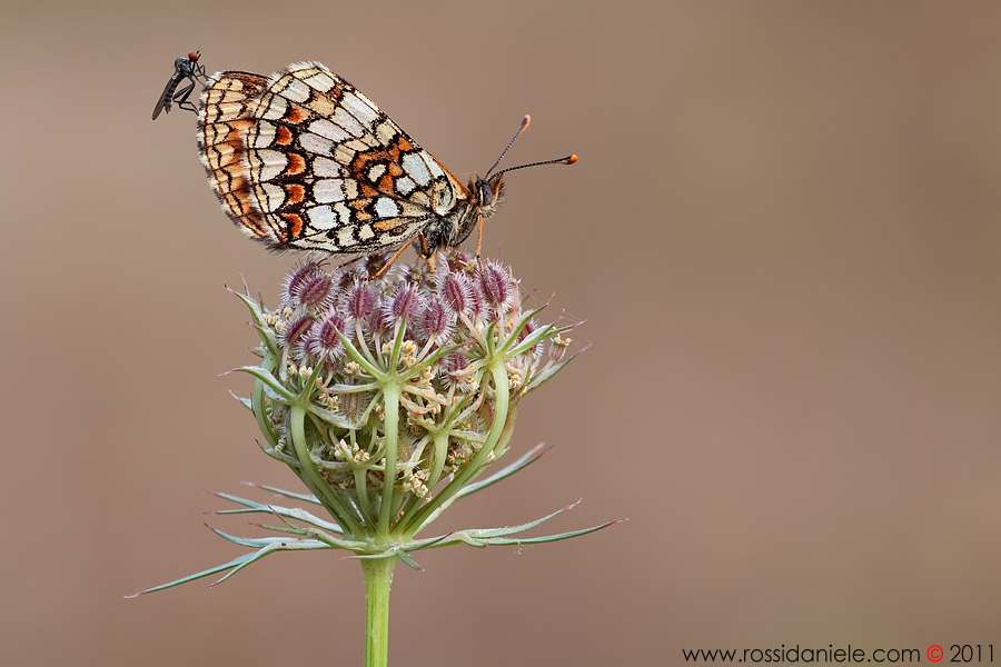 l'ospite indesiderato...