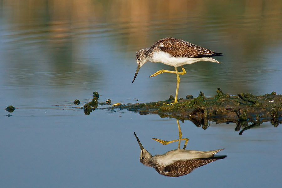 specchio delle mie brame.....