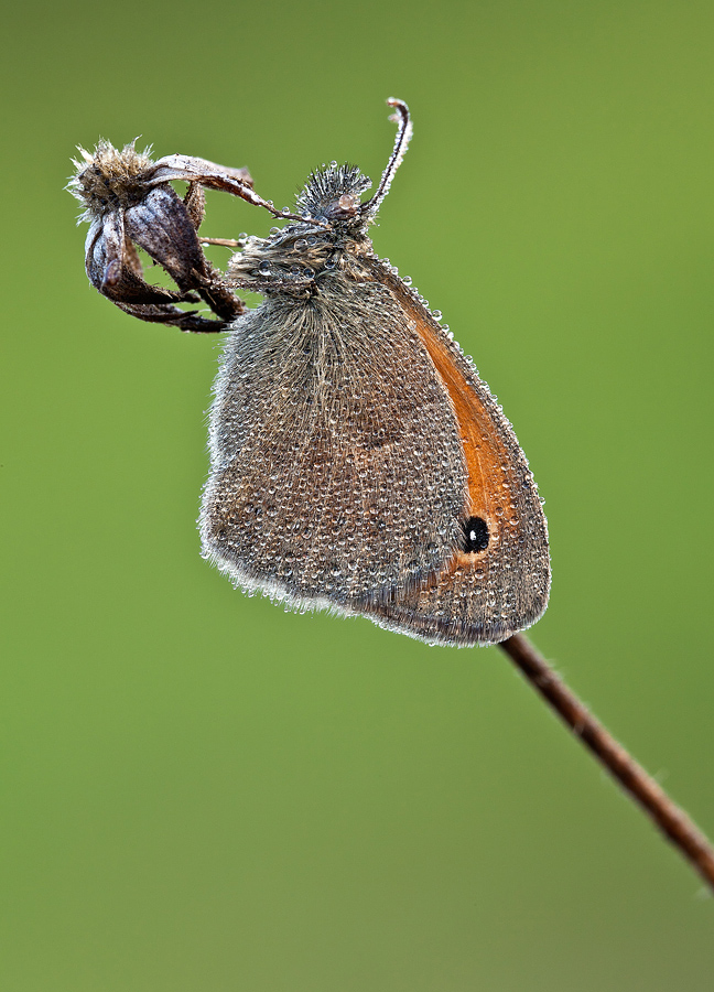 Coenonympha pamphilus