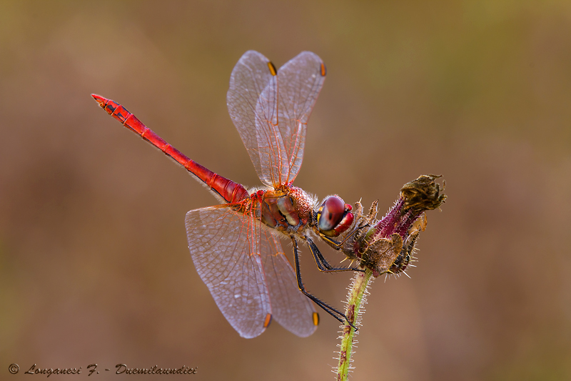 Sympetrum fonscolombii (maschio)