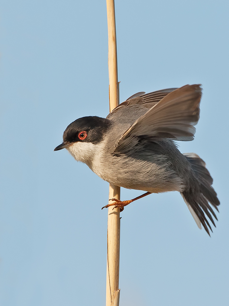 Occhiocotto(Sylvia melanocephala)