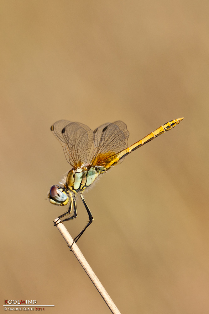 Sympetrum Fonscolombii