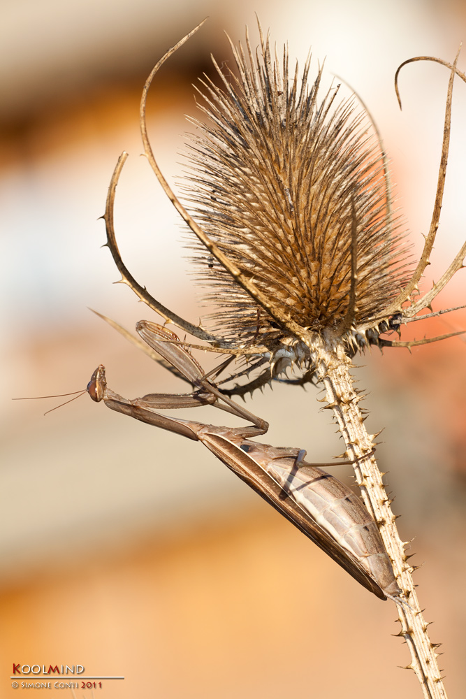 Mantide religiosa, femmina