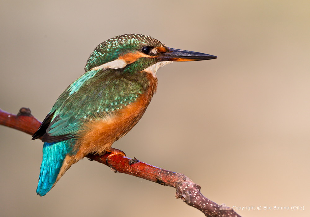 Martino femmina  - Martin pescatore comune (Alcedo atthis)
