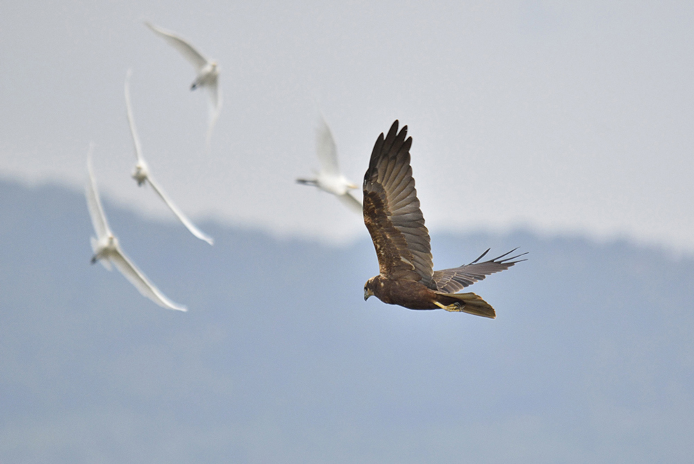 Si salvi chi pu�...