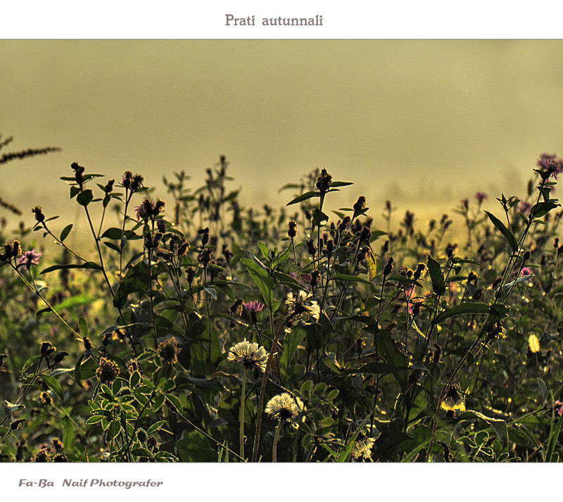 prati autunnali
