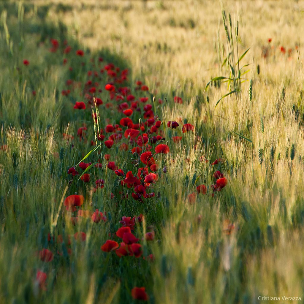La via dei papaveri