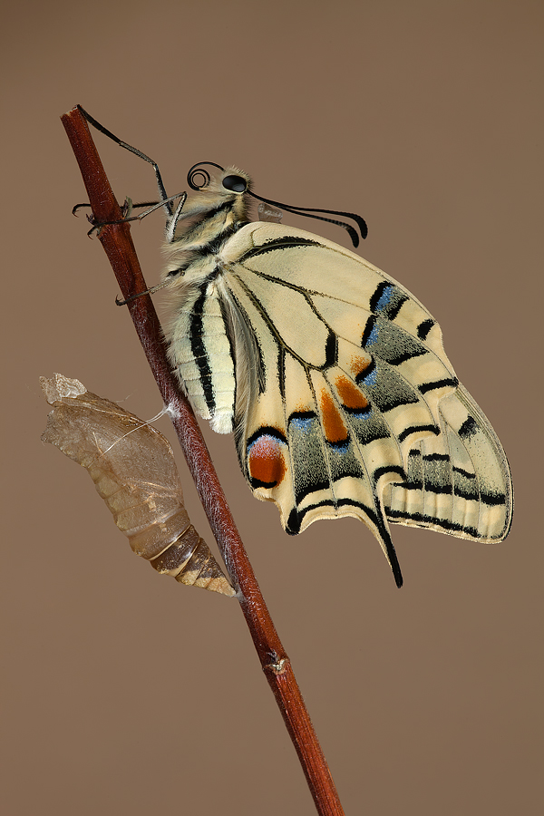 ...la nascita del Papilio Qua...