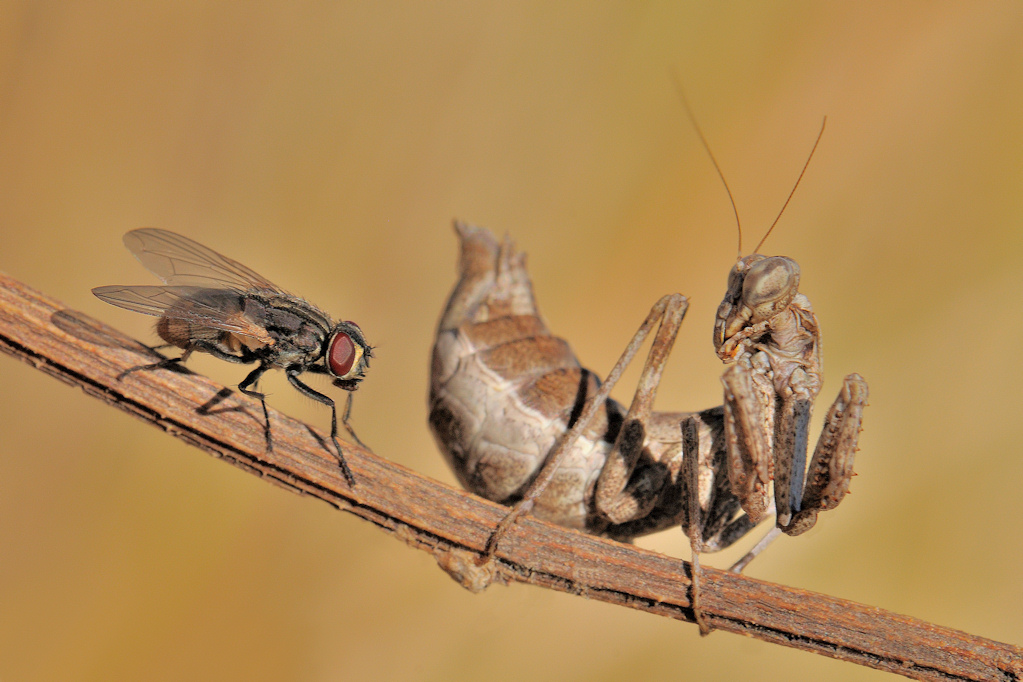 Una Punto pericoloso....