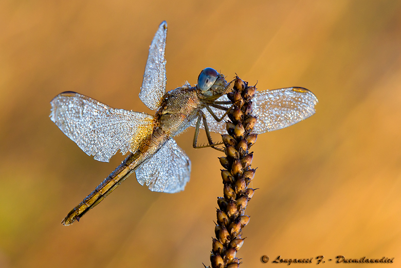 Crocothemis-erythraea  (luce 2...)