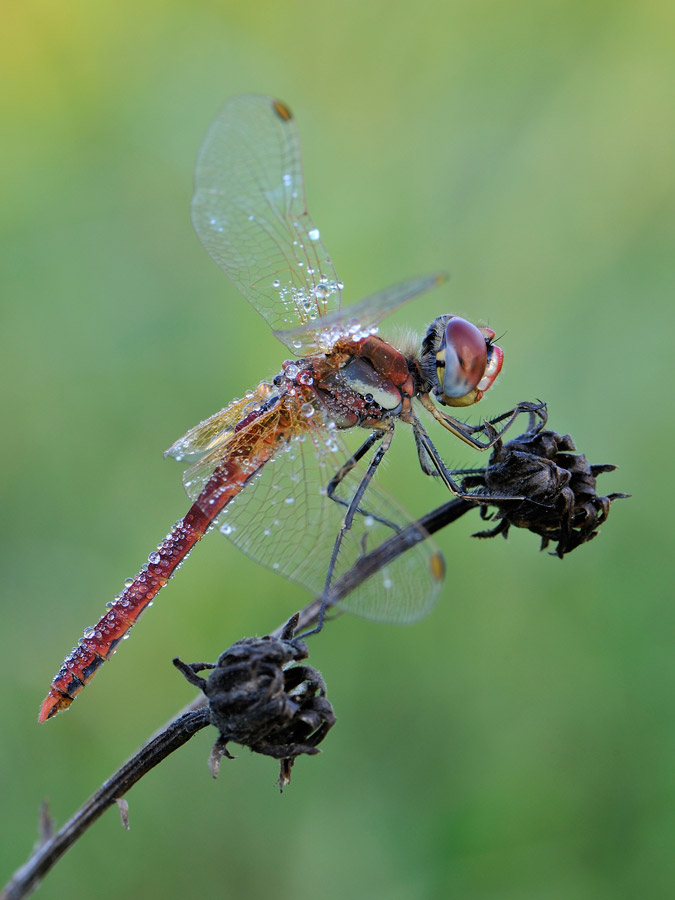 Sympetrum fonscolombii-maschio