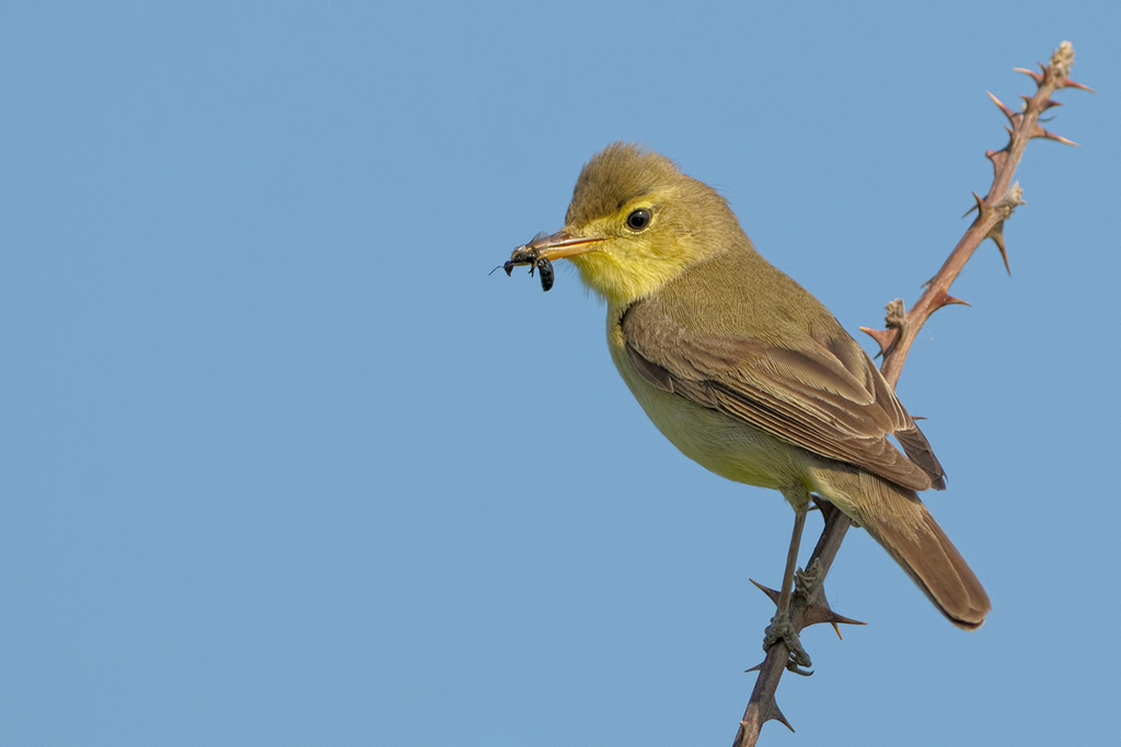 Canapino (Hippolais polyglotta)