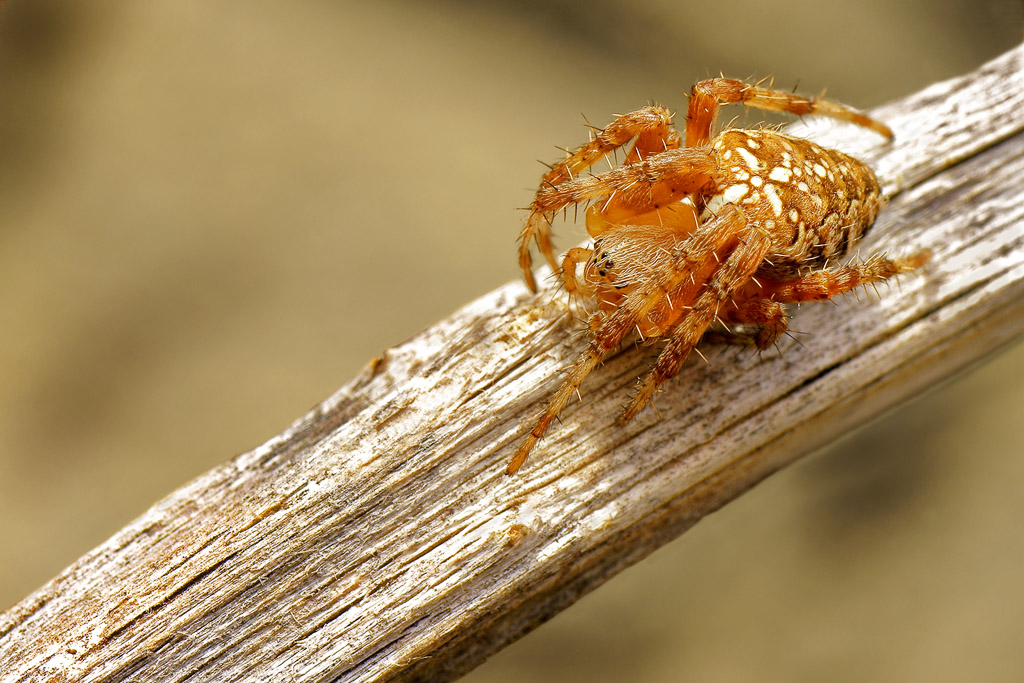 Araneidae diadematus