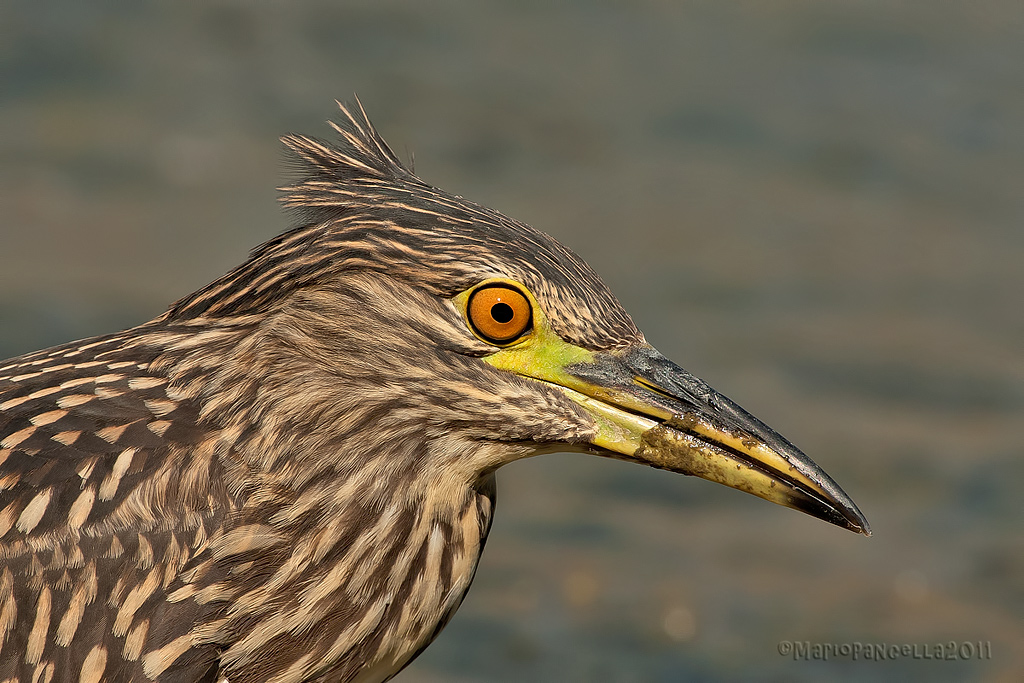 Ritratto di giovane Nitticora