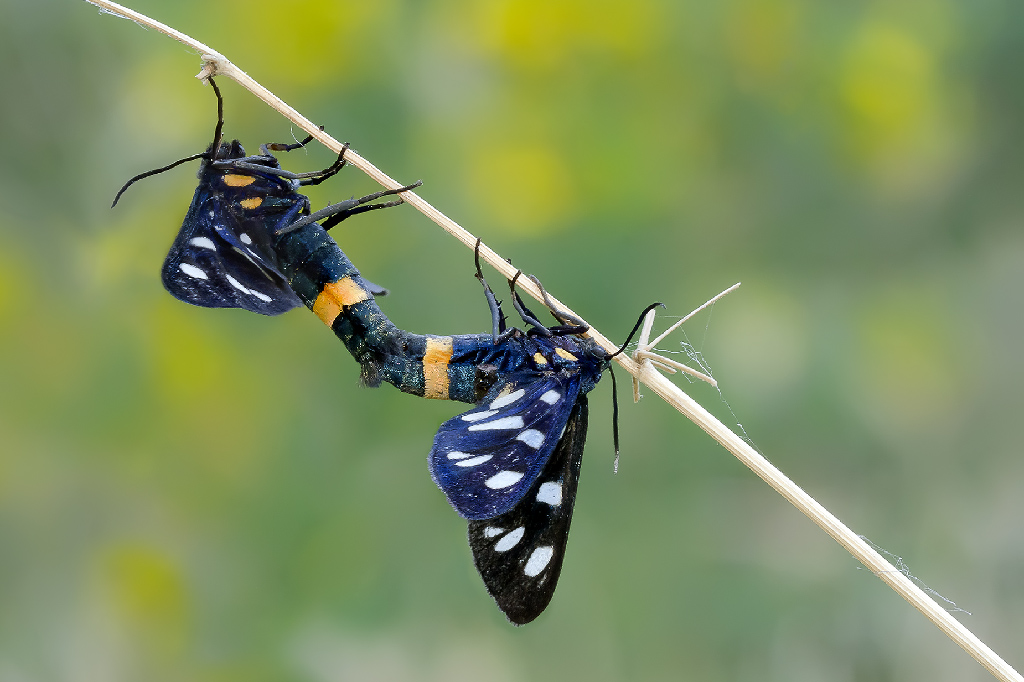 In coppia Fegea (Amata phegea Linnaeus)