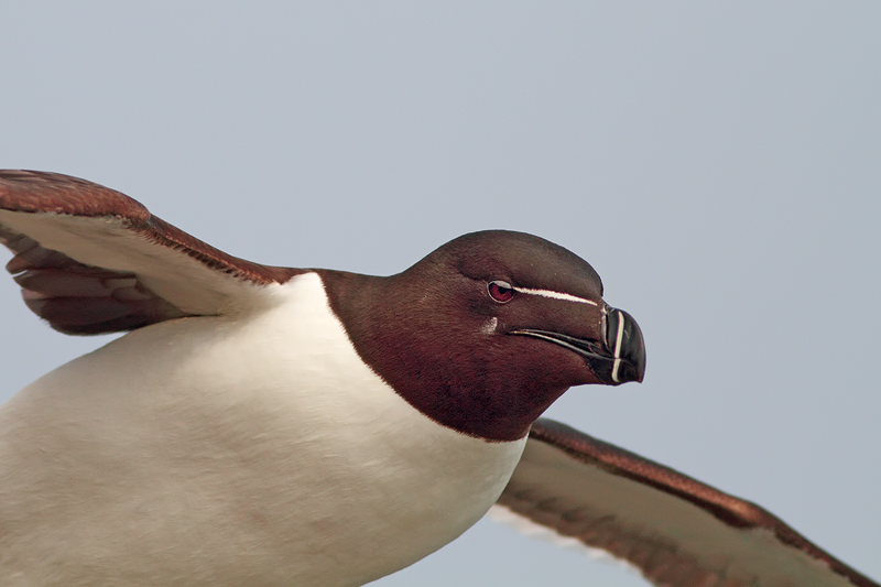 RITRATTO AL VOLO.........