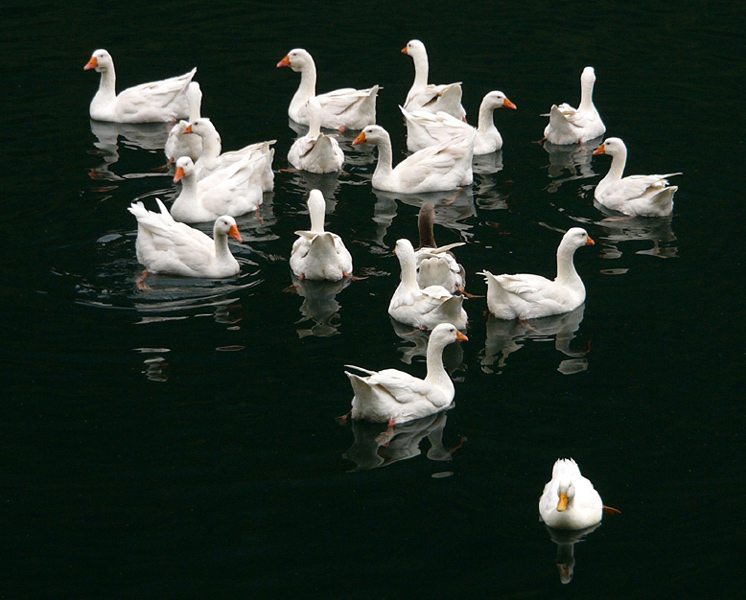 circolo esclusivo:papere non ammesse