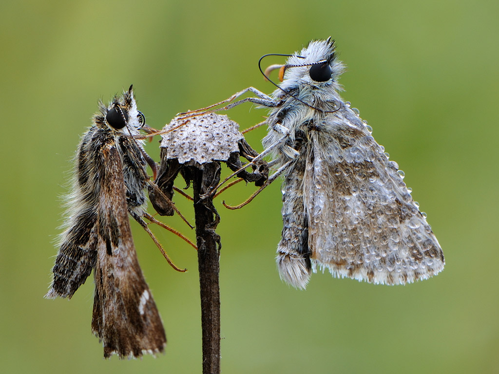 Pyrgus malvoides in due