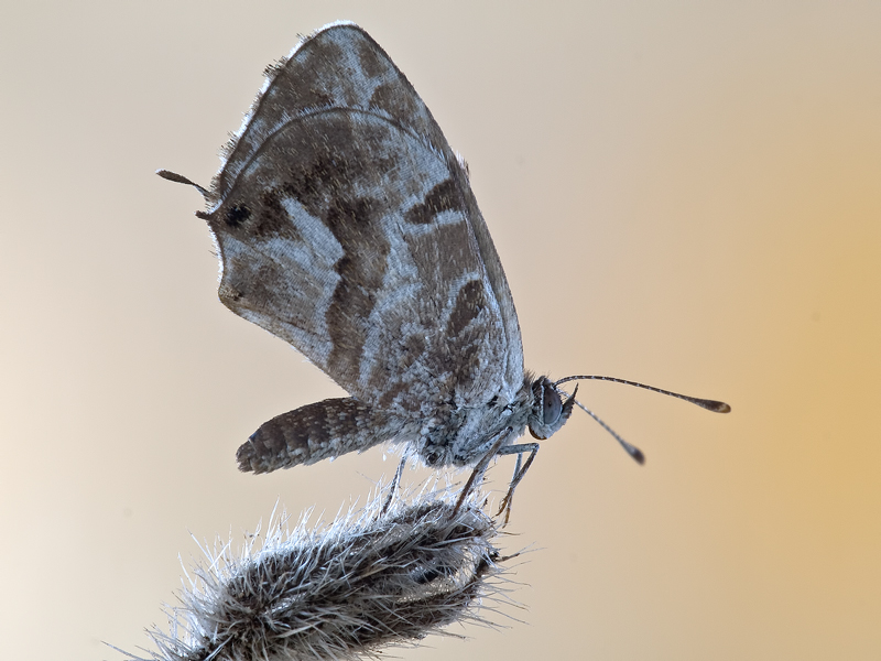 Cacyreus marshalli Butler, 1898