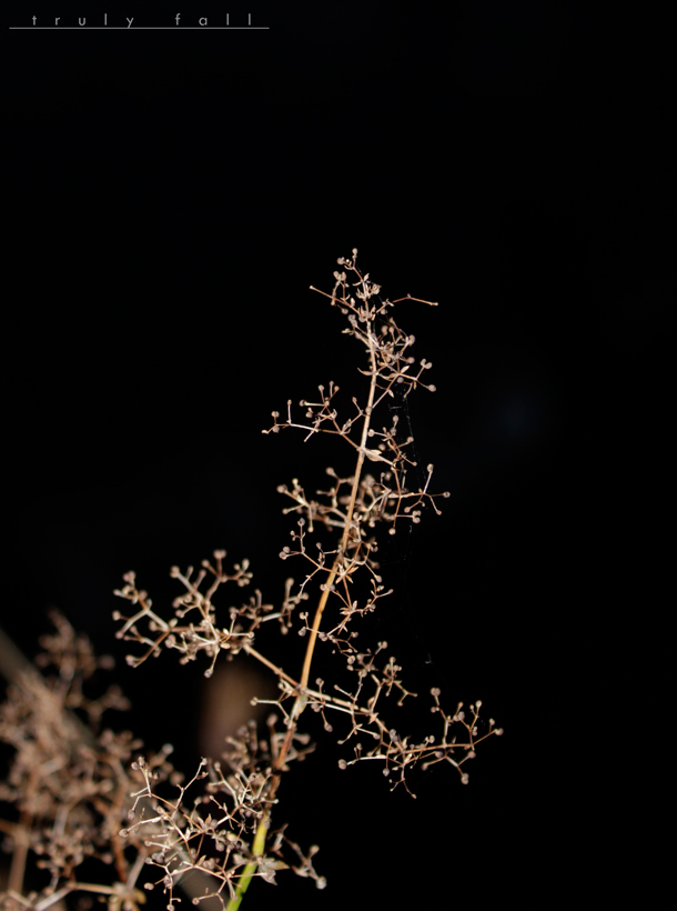truly fall