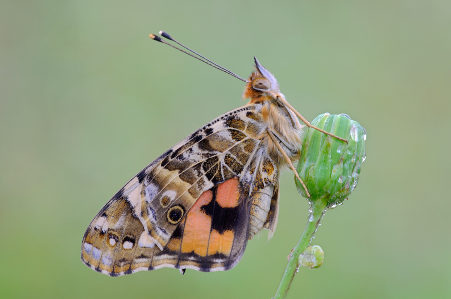 Vanessa cardui