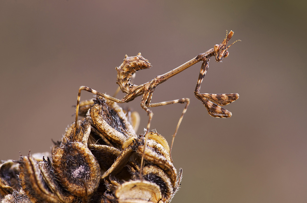 Empusa..al mini raduno