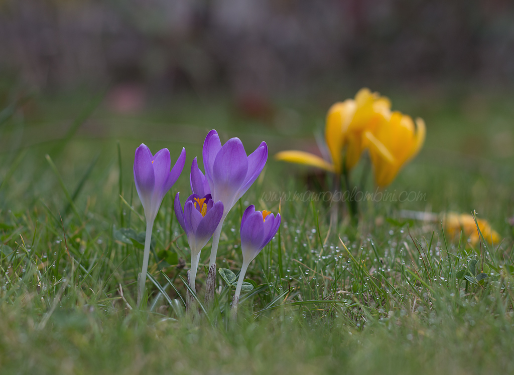 Presto che la concorrenza incombe...
