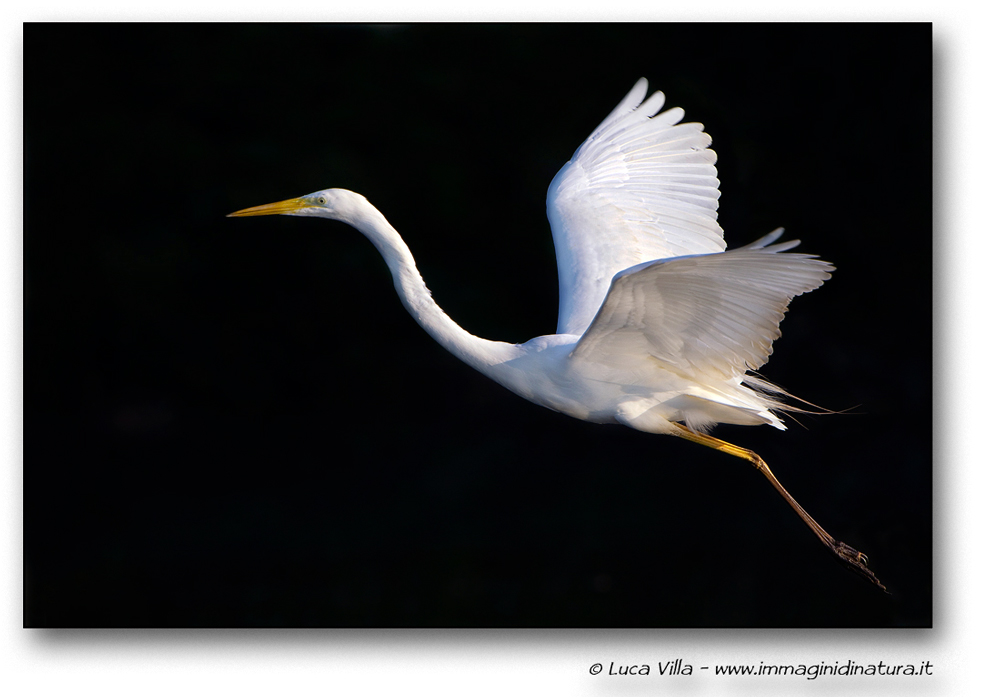 Airone bianco maggiore