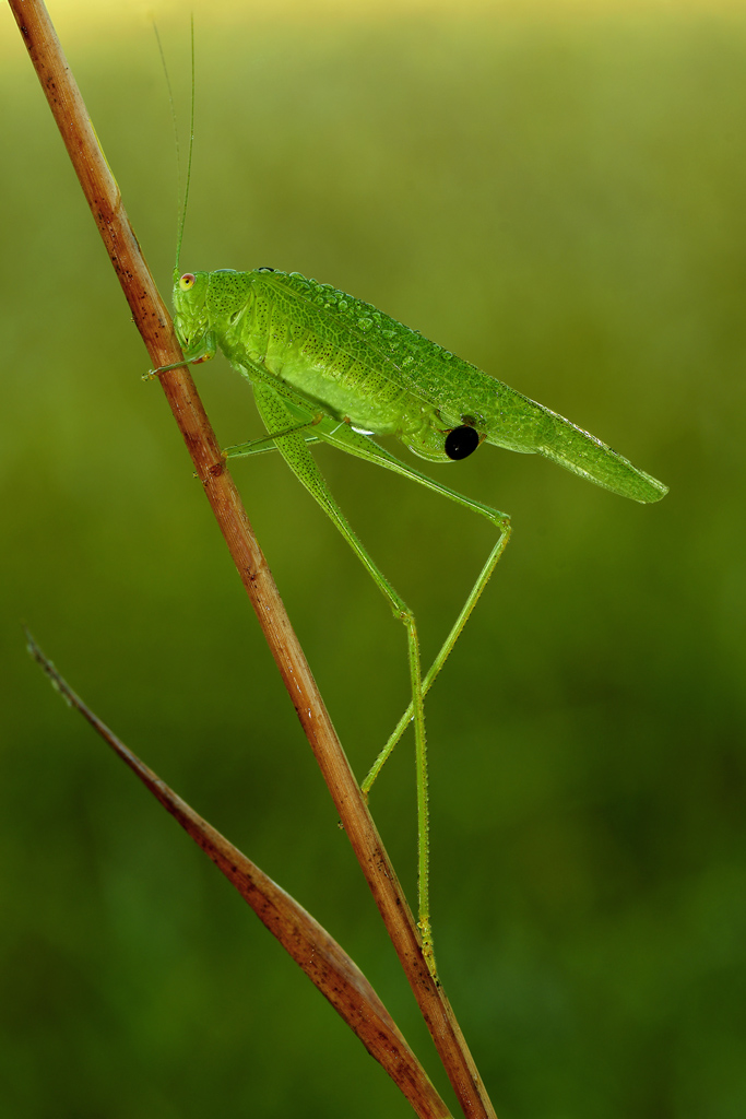 Tettigonia viridissima